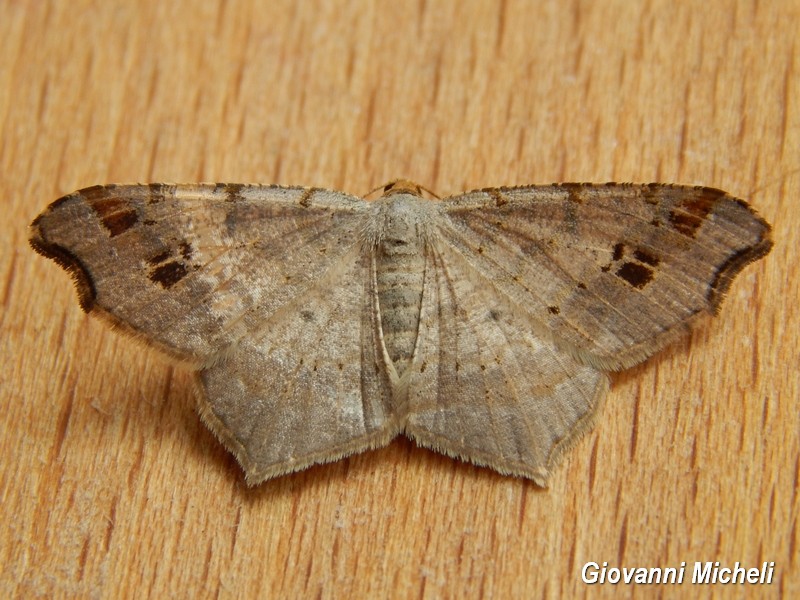 Geometridae 2 da id - Macaria alternata